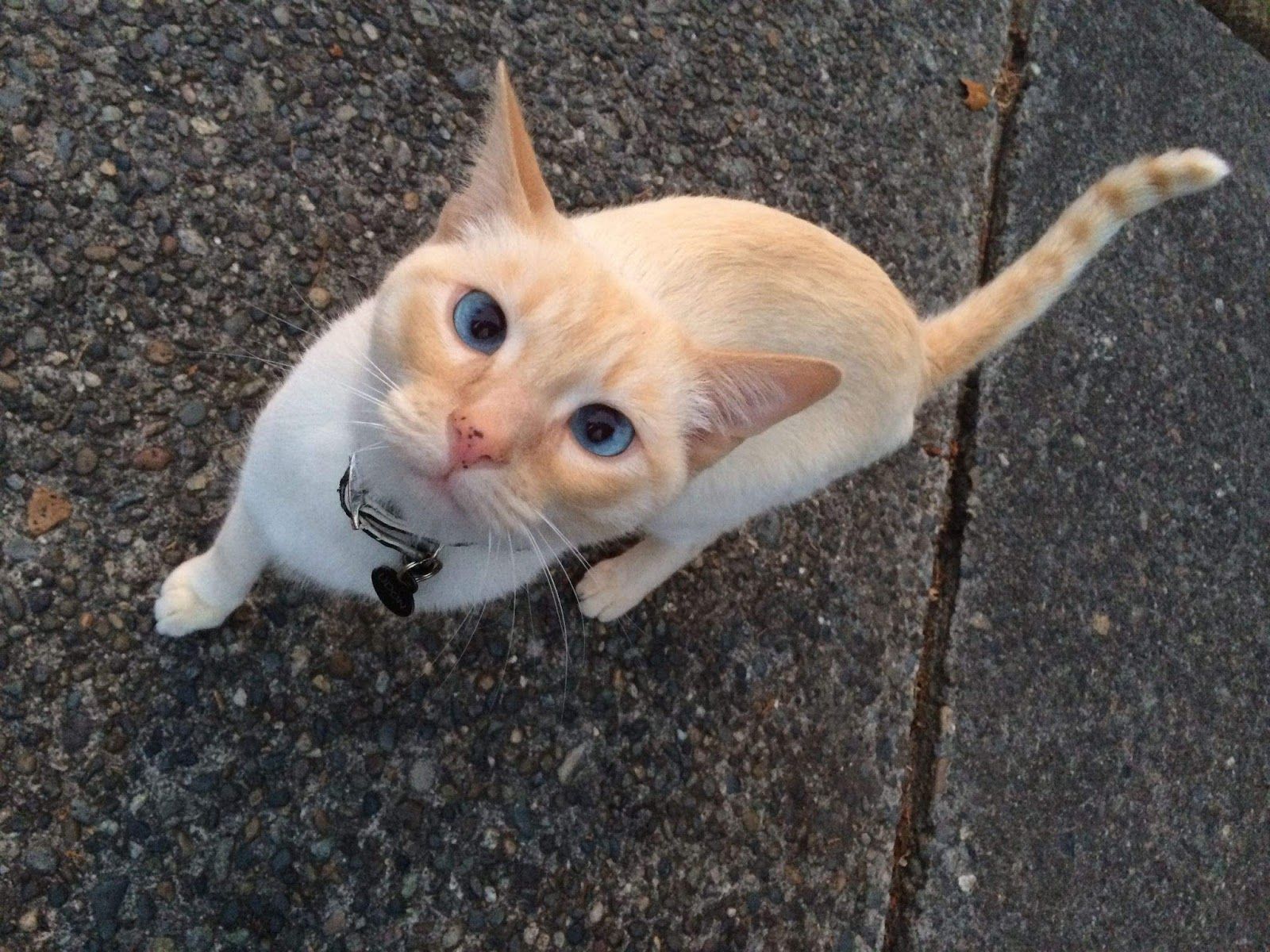 1600x1200 Amazing Creatures: Funny cats 217 (40 pics + 10 gifs)
