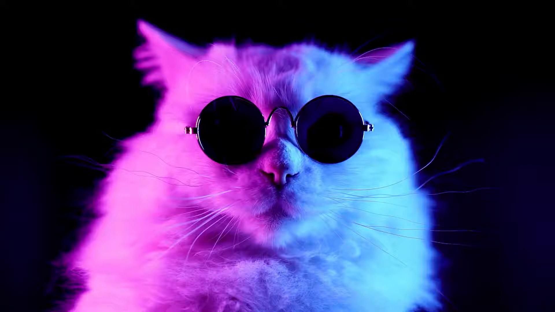 1920x1080 Cat Live Wallpaper 4K & HD