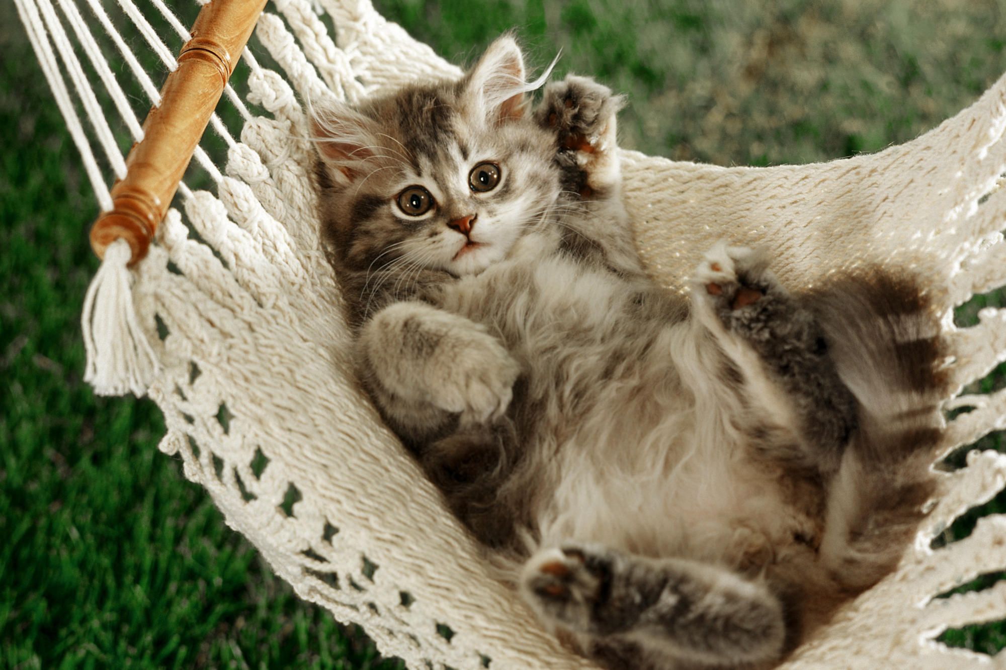 2000x1333 cats Memes & GIFs