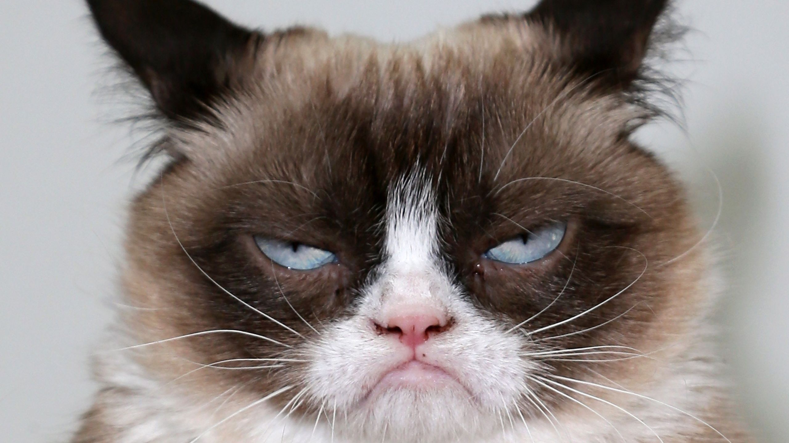 2560x1440 Hillary Clinton Says Cat GIFs Help Her Deal With Donald Trump's Sexist Comments