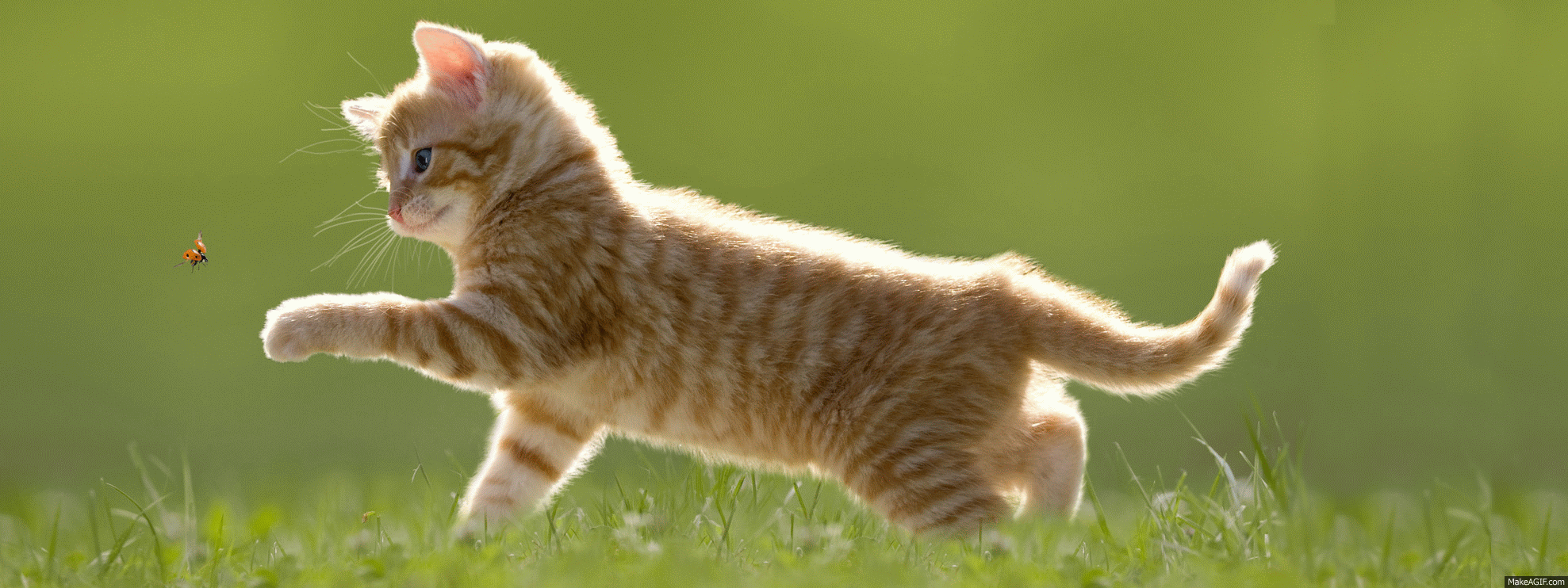 1977x742 Gatto felice on Make a GIF