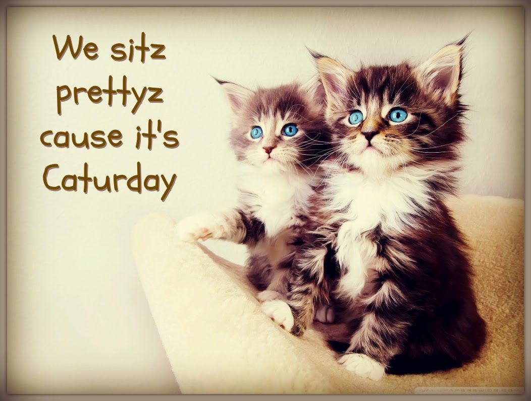 1052x796 Caturday 2014: Cute Cat Gifs + Funny Kitten Pics