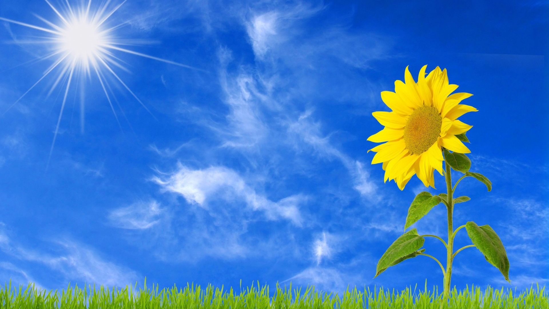 1920x1080 Sunflower With Background Of Sun And Blue Sky With Clouds HD Flowers Wallpaper
