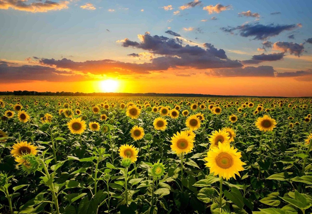 1200x823 3D Sunflower Sky Sun Landscape Self Adhesive Removeable Wallpaper Wall Mural1
