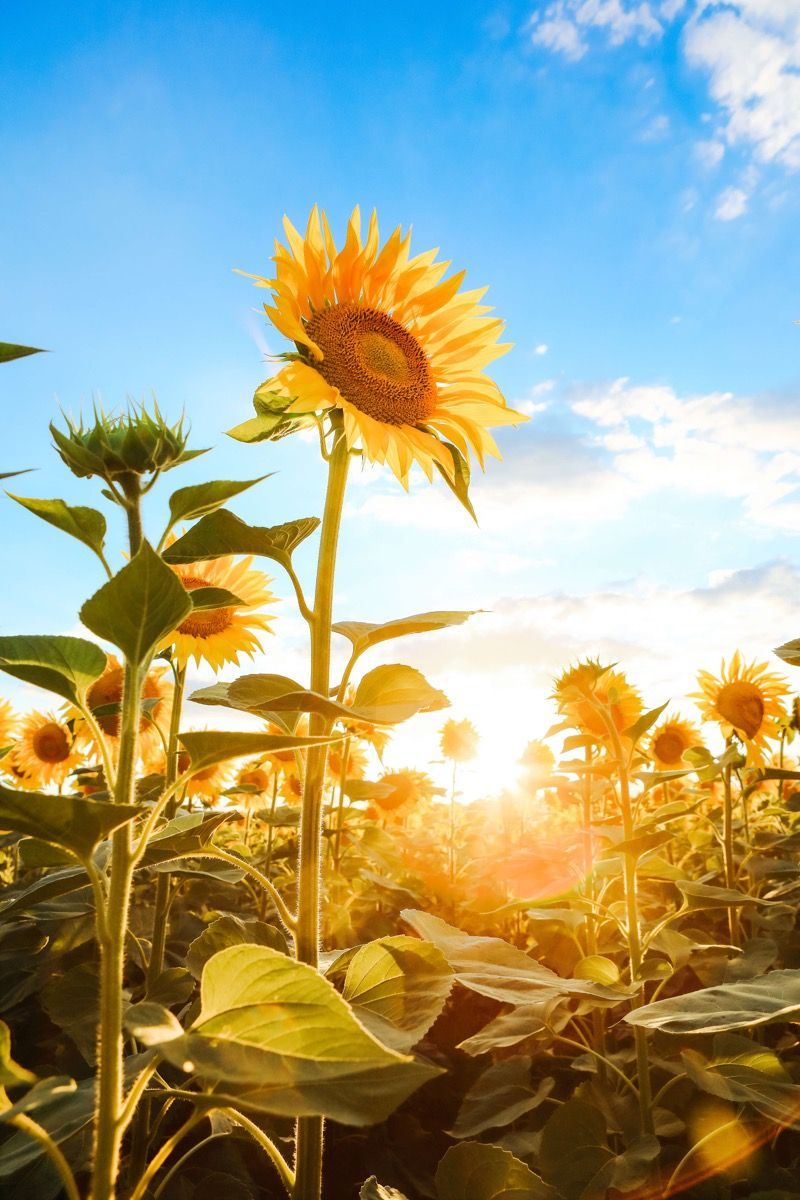 800x1200 Sunflower with blue sky