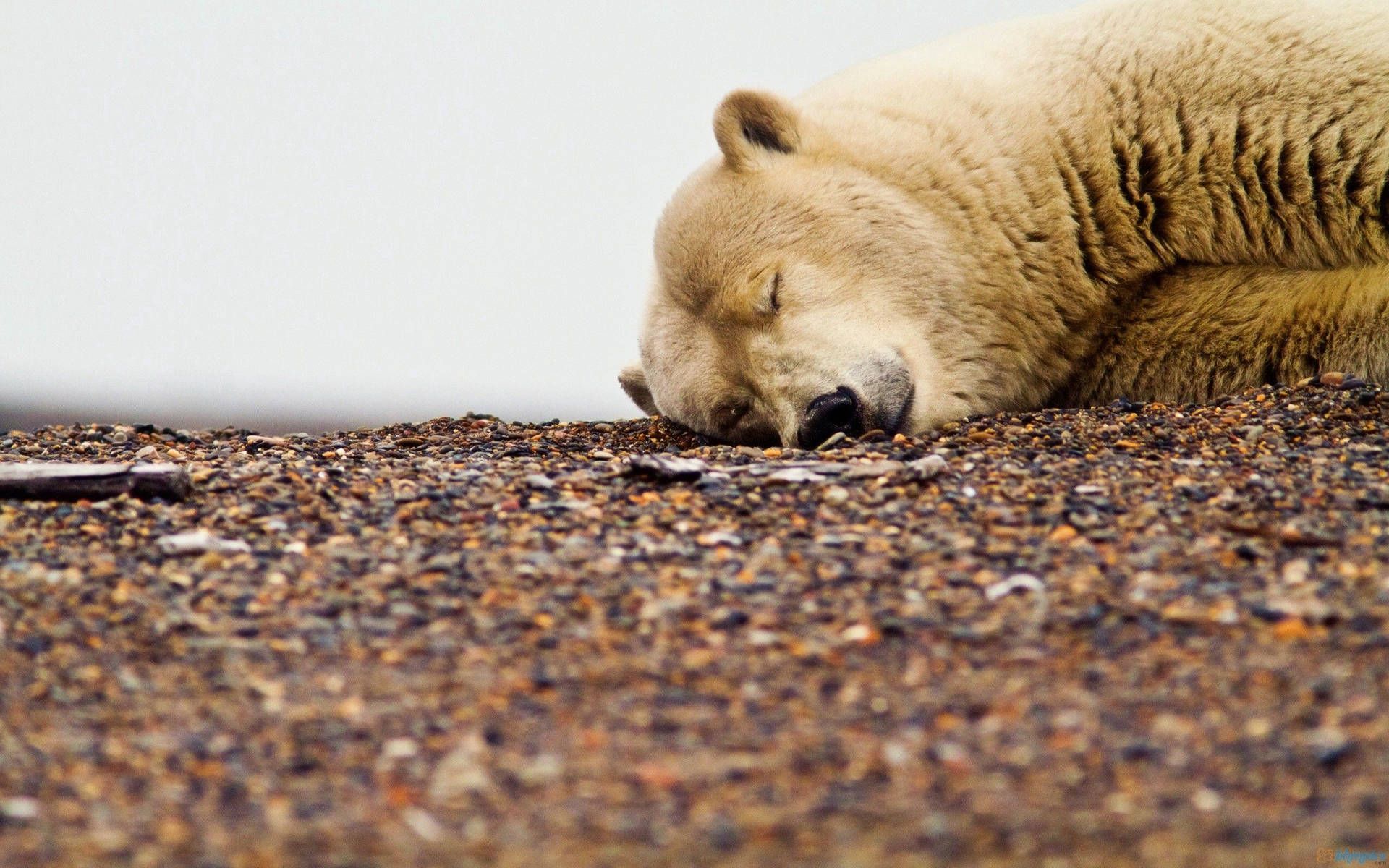 1920x1200 Download free Polar Bear On Deep Sleep Wallpaper