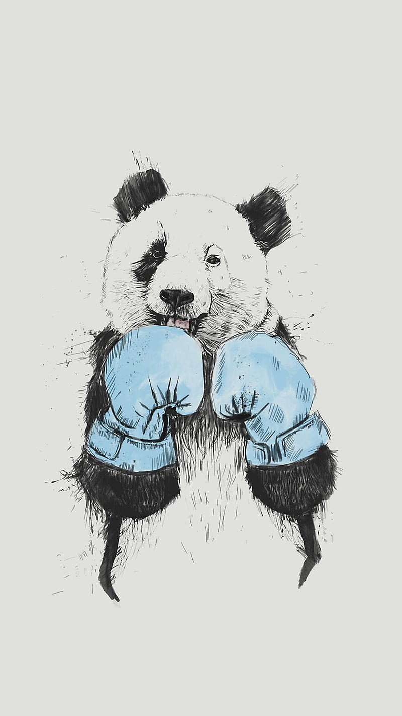800x1422 Panda, bear, boxing, bears, alone, bad, boxer, HD phone wallpaper