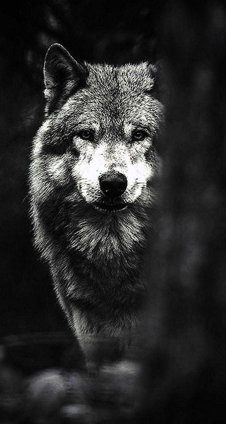 726x1360 Wolf Wallpaper