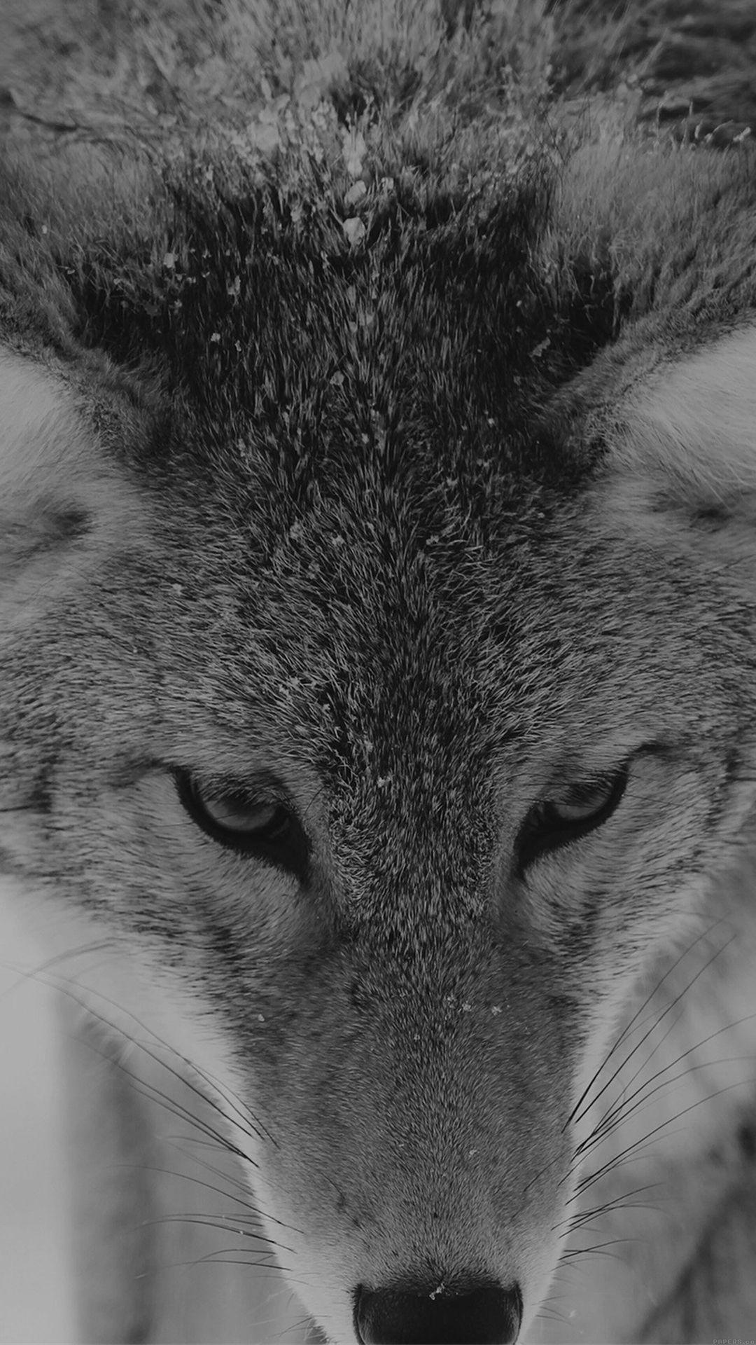 1080x1920 Best wolf iPhone 8 Wallpaper HD