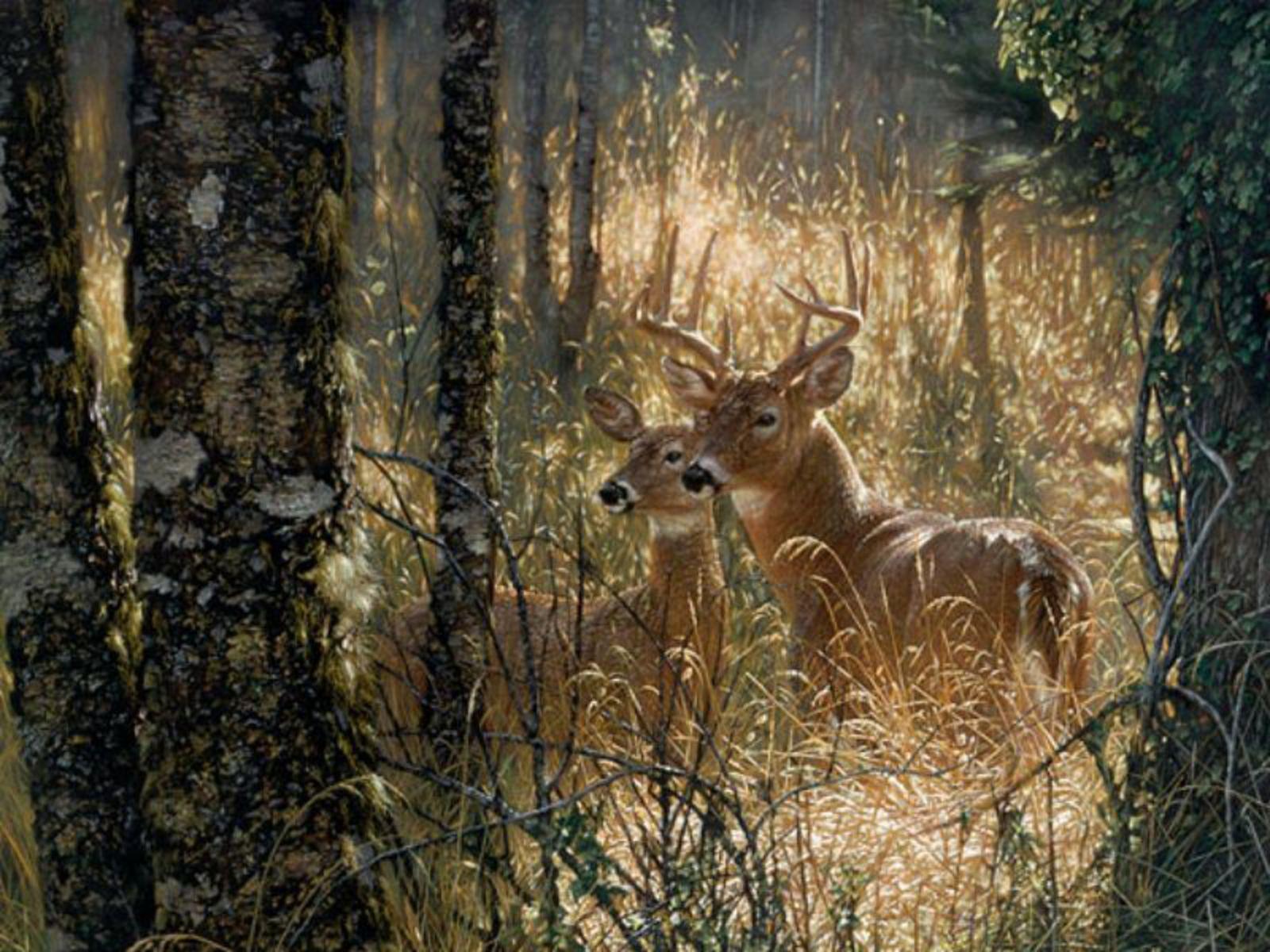 1600x1200 Deer Hunting Background