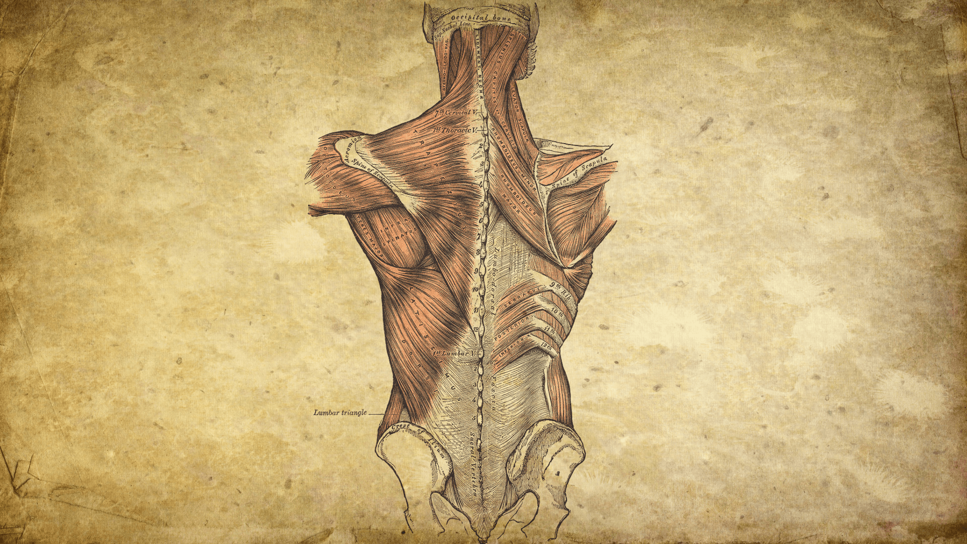 1920x1080 Human Anatomy Wallpaper