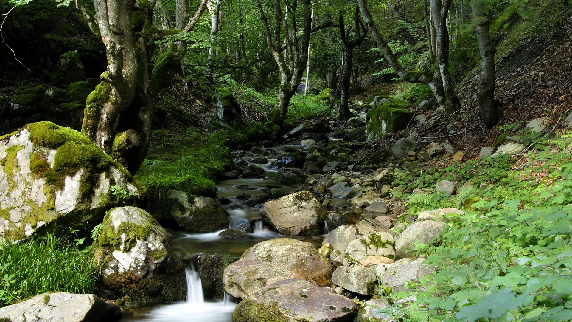 1920x1080 Stream in a forest of the Sierra de la Demanda, Castile and León, La Rioja, Spain. Windows Spotlight Image