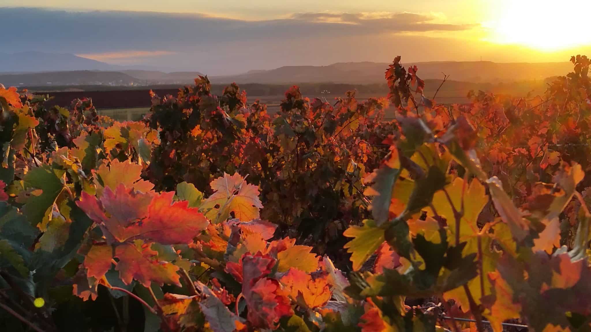 2048x1152 What can you do in La Rioja if you love wine and adventure?