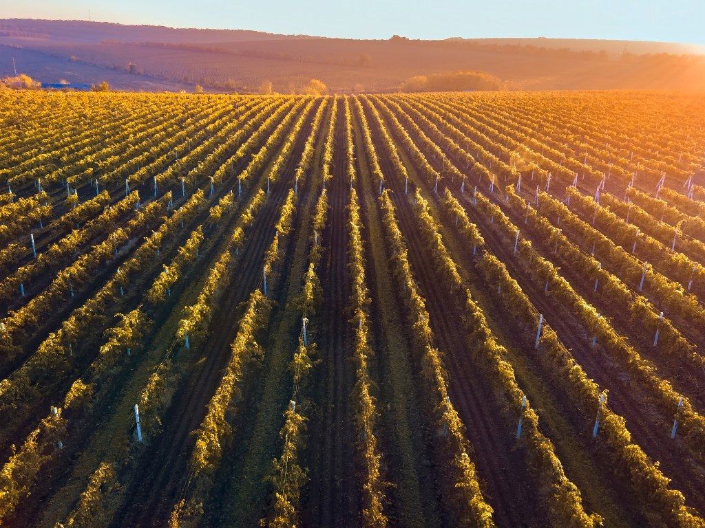 1024x768 Best vineyards in La Rioja. Vinícola Real