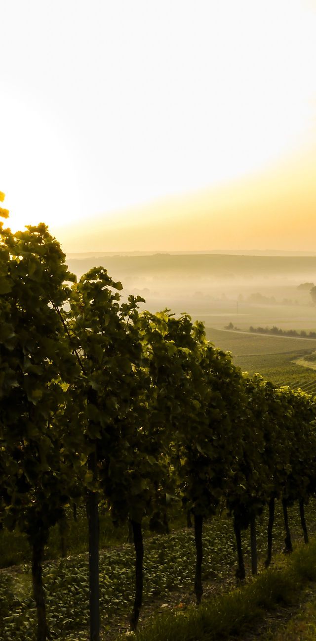 640x1296 Discover The Spanish Basque Country and La Rioja