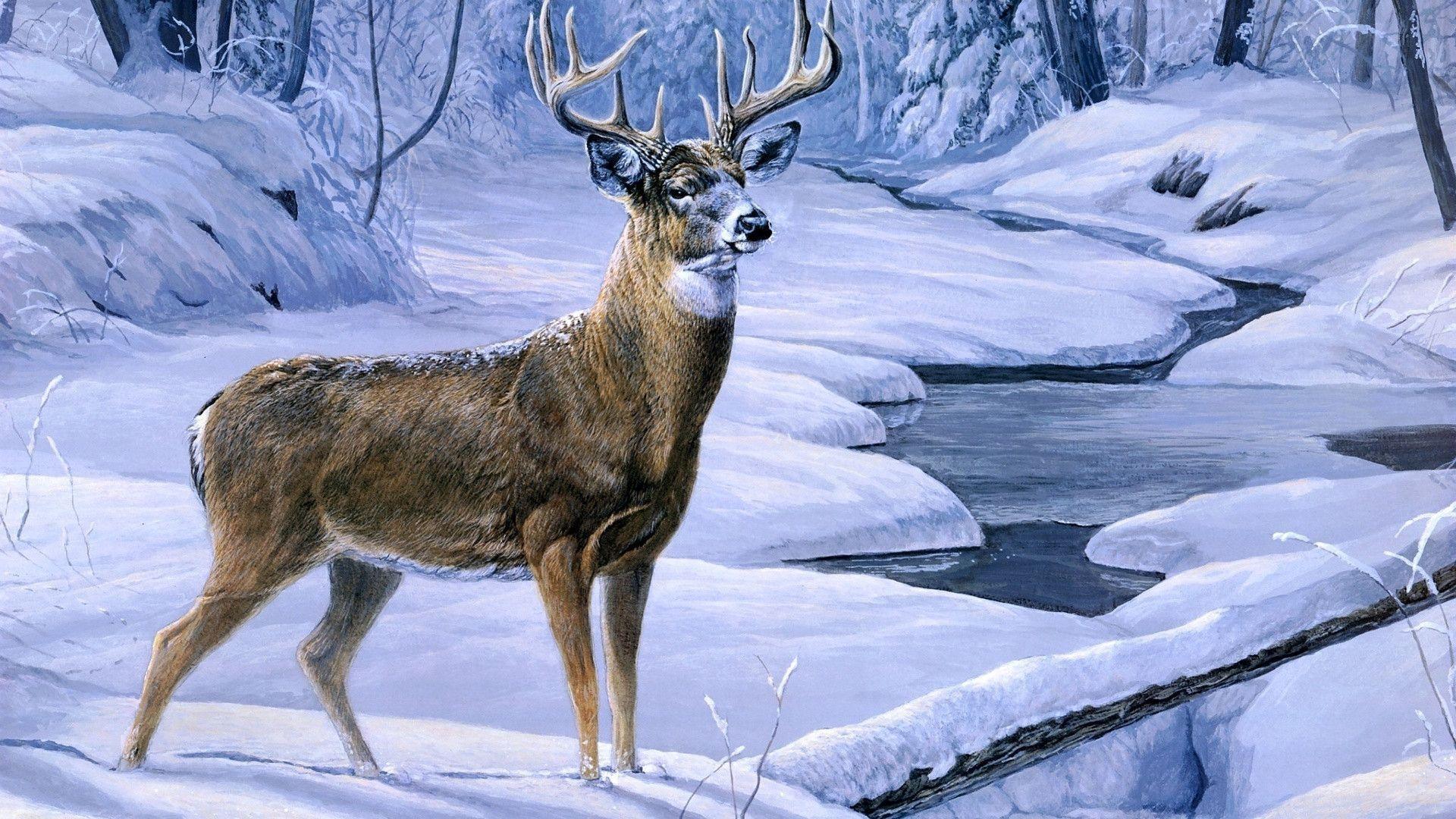 1920x1080 Deer Wallpaper HD