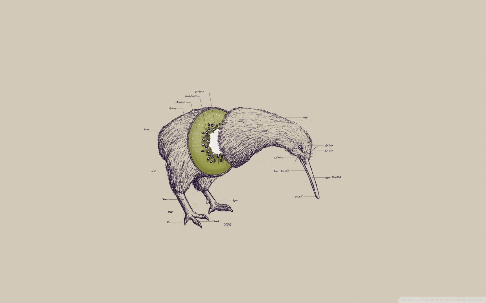 1680x1050 Kiwi Bird Ultra HD Desktop Background Wallpaper for 4K UHD TV