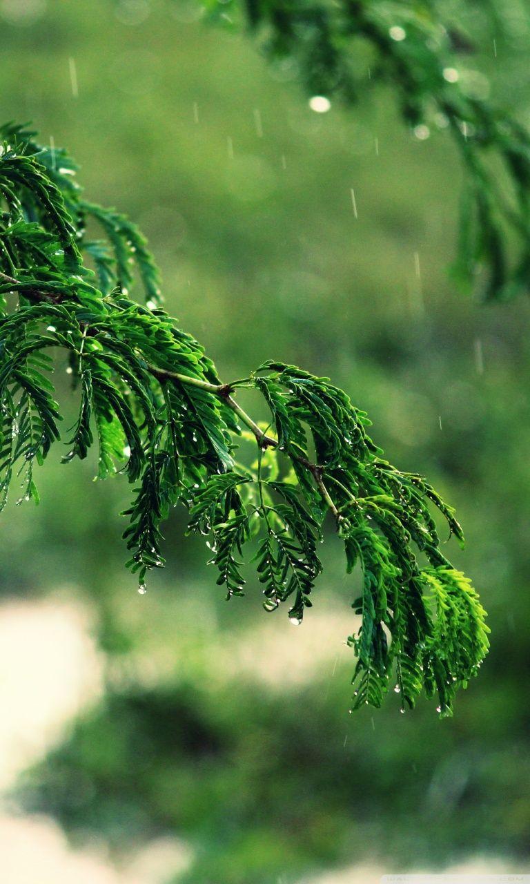 768x1280 Fall in Rain Ultra HD Desktop Background Wallpaper for 4K UHD TV