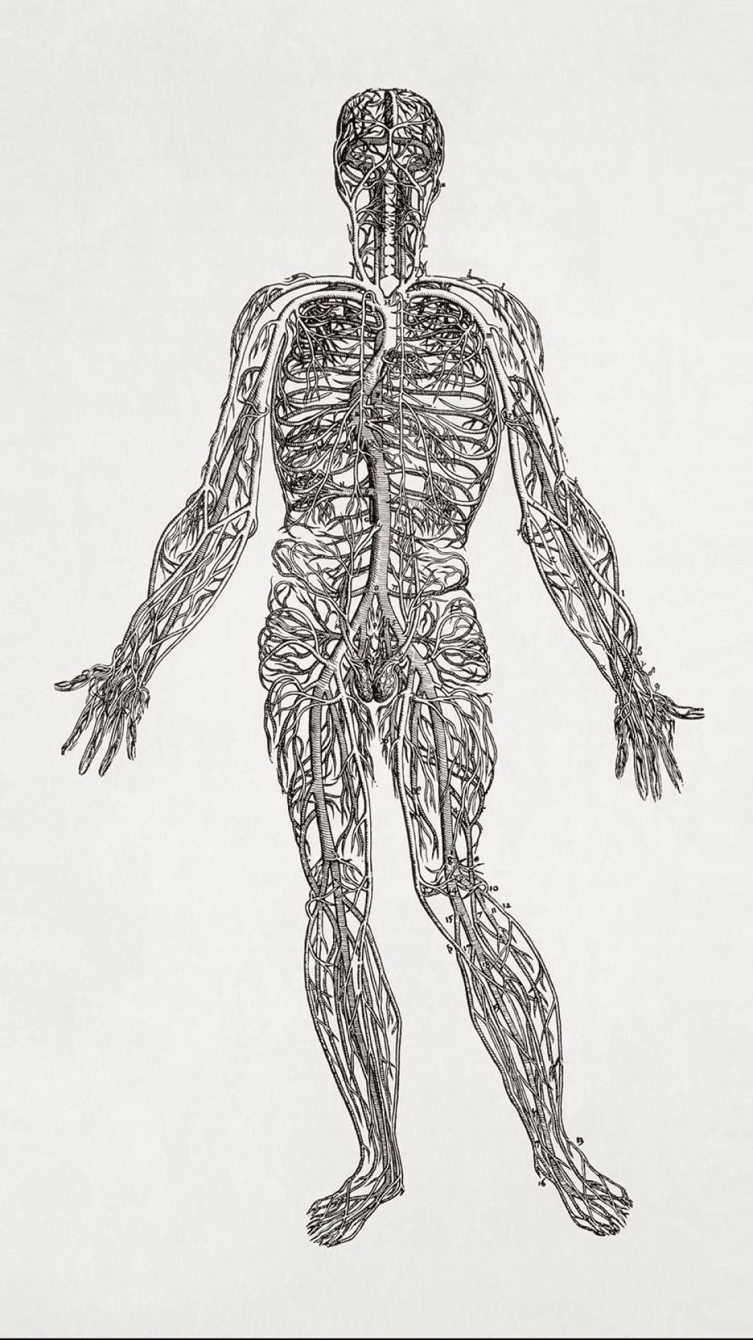 1080x1920 Anatomy Phone Wallpaper
