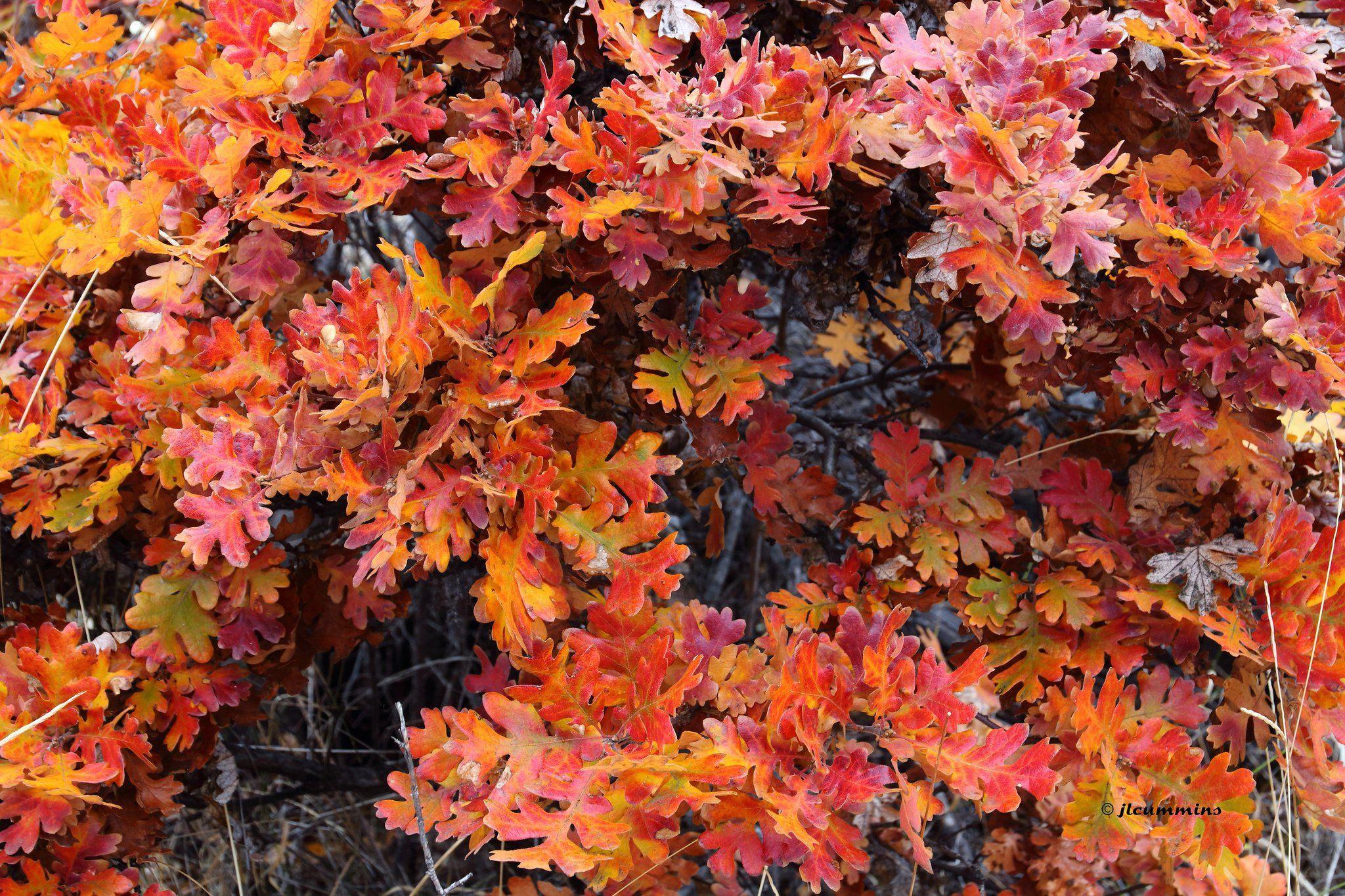 2048x1365 automne, Season, Nature, Landscapes, Rain, Fall, Wallpaper, Leaf
