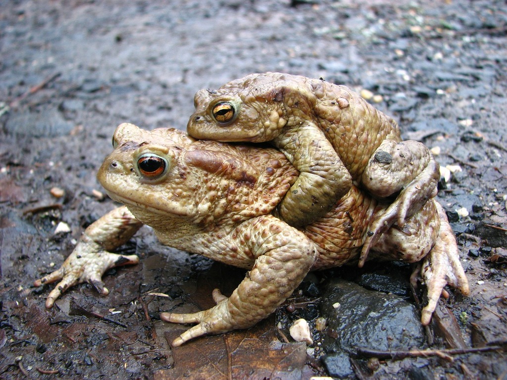 1024x768 A couple of frogs sitting on top of each other. Frog toad
