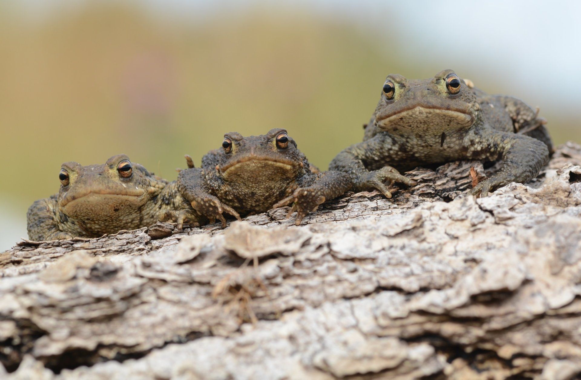 1920x1256 Charming Trio: HD Toads Perched in Nature's Glowx1340