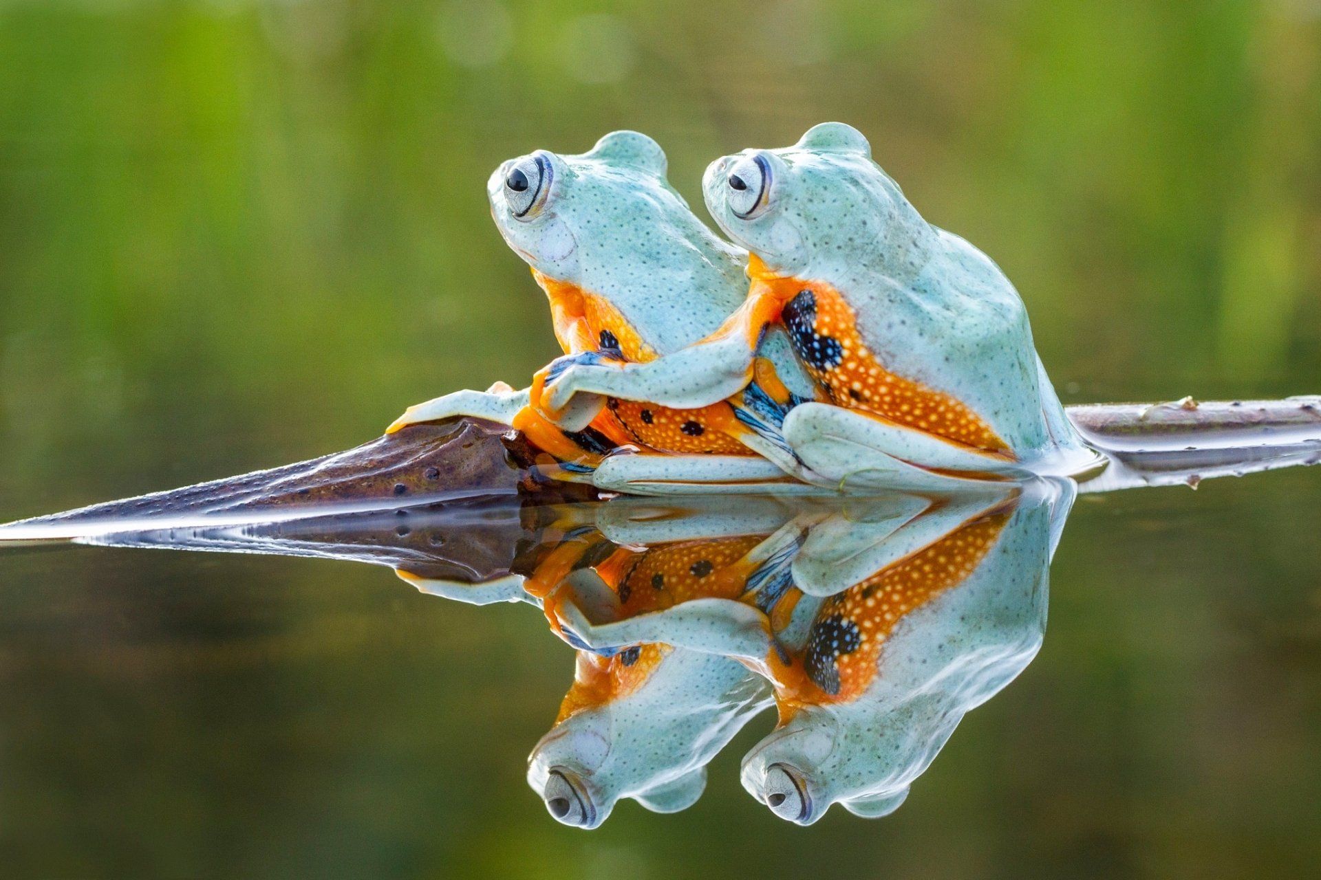 1920x1280 Mirror Twins reinwardtii Tree Frog HD Wallpaperx1365
