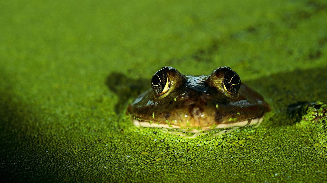 1280x720 Frog And Toad Wallpaper