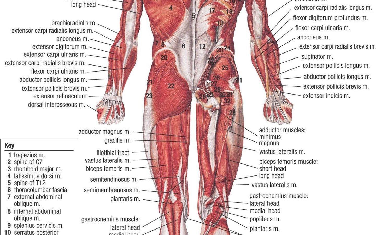 1440x900 Anatomy Human Body Art Wallpaper Desktop Background