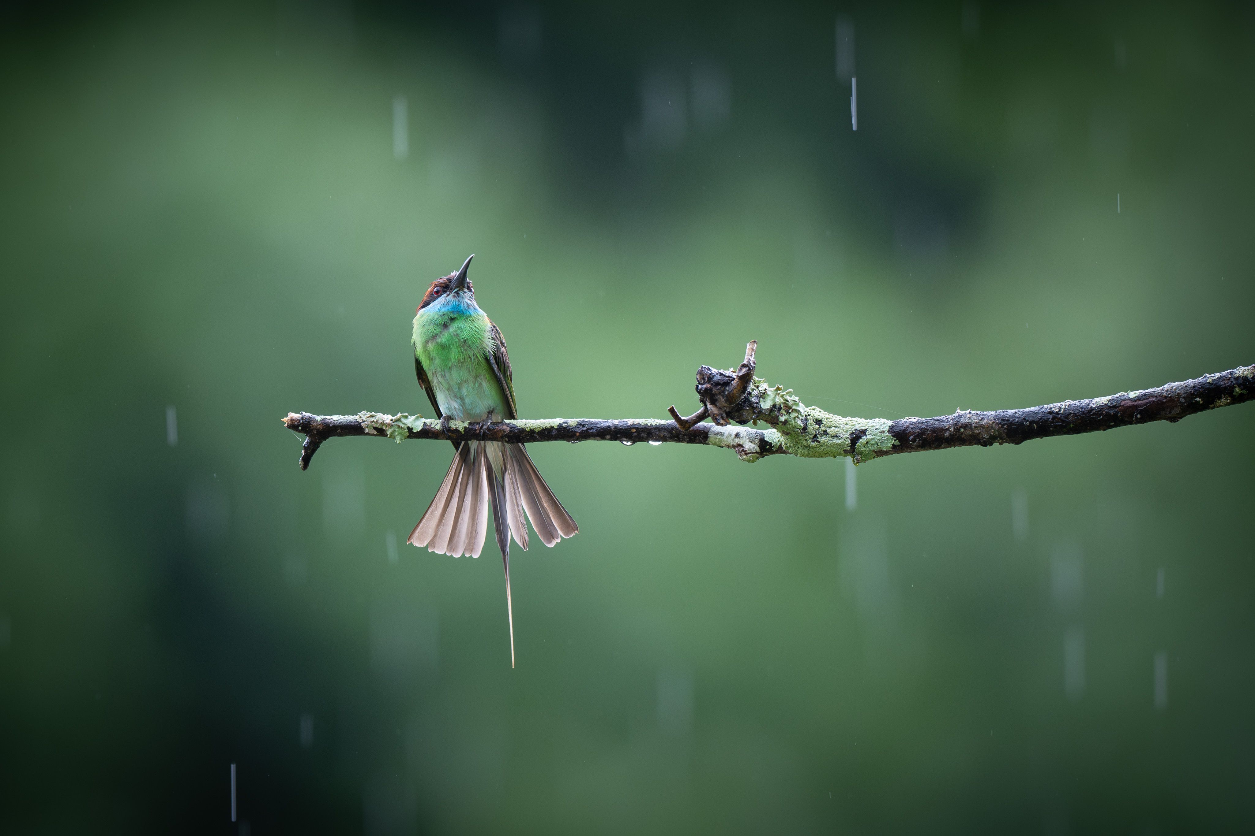 4099x2733 Vibrant Green Bee Eater Perched On Rainy Day · Free
