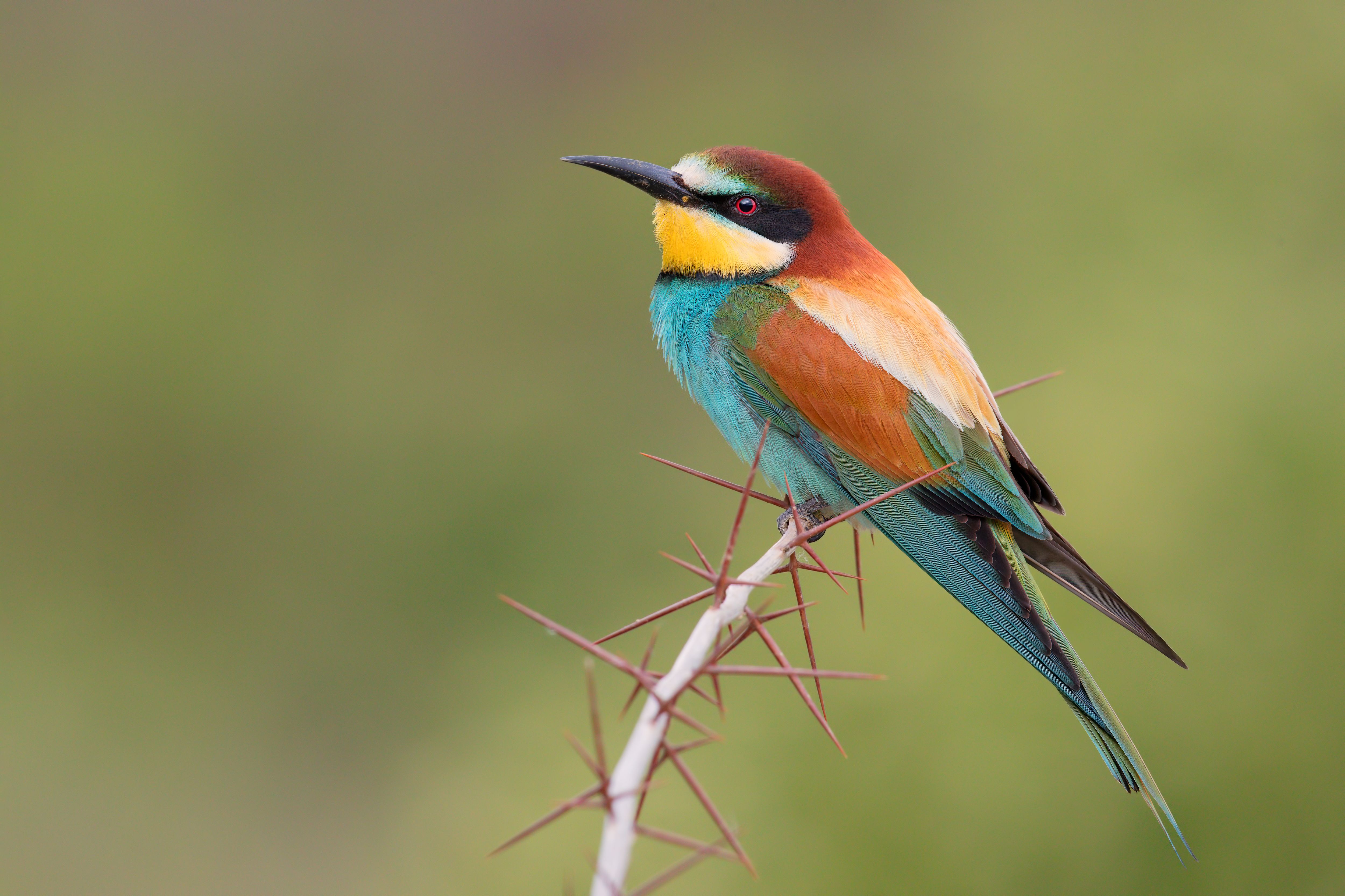 5000x3333 Radiant Bee Eater