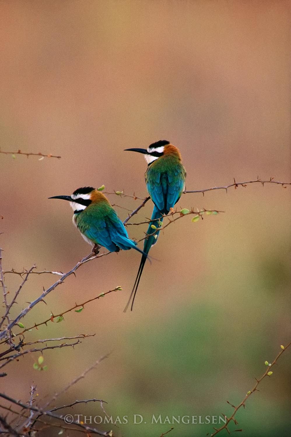 998x1497 African Bee Eaters