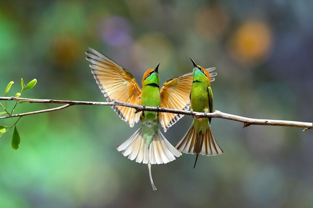 1280x853 Green Bee Eater Birds Branch