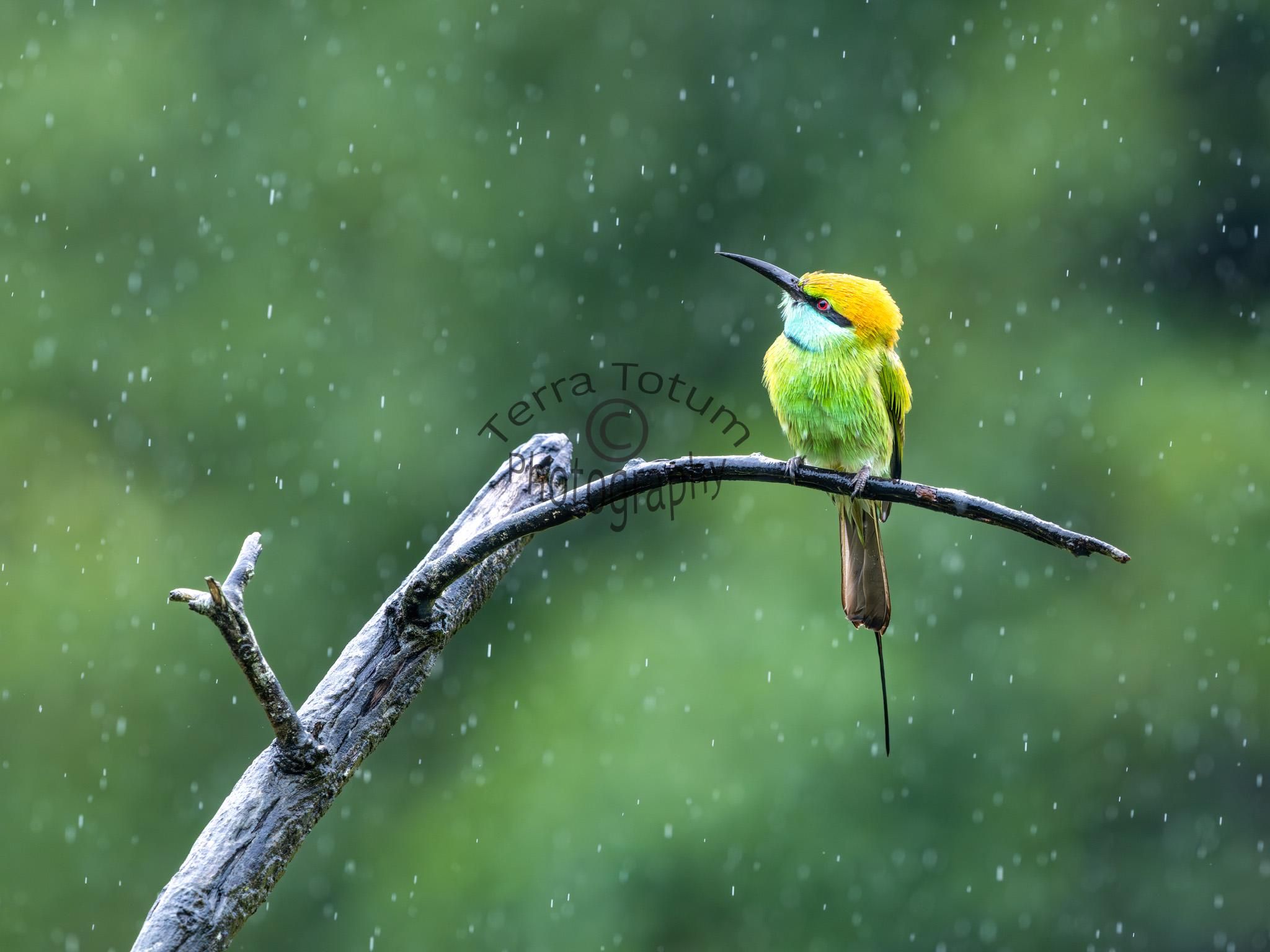 2048x1536 Asian Green Bee Eater Print: Sri Lanka Bird Photography