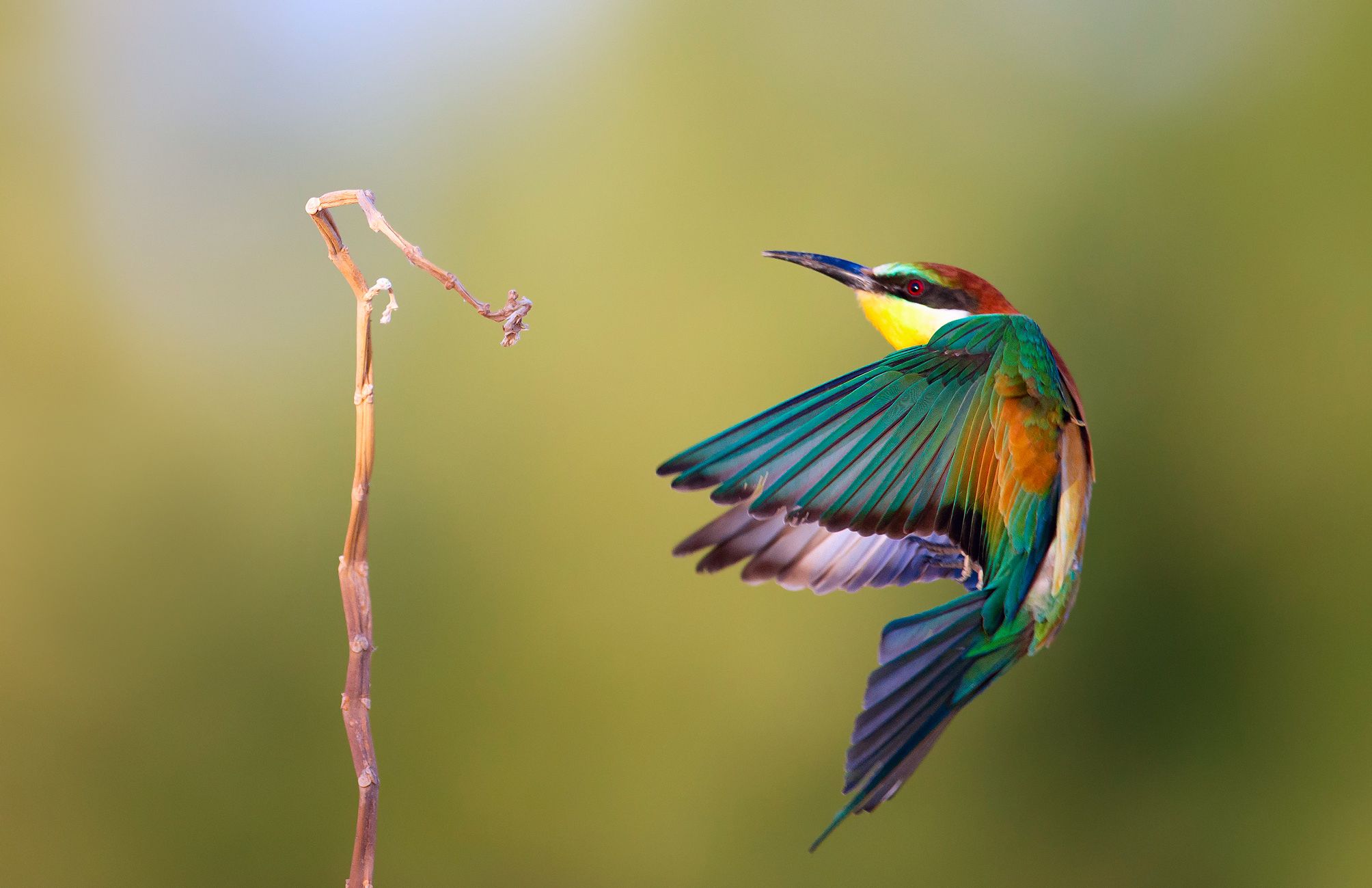 2008x1299 Stunning European Bee Eater: A Vibrant HD Wallpaperx1299