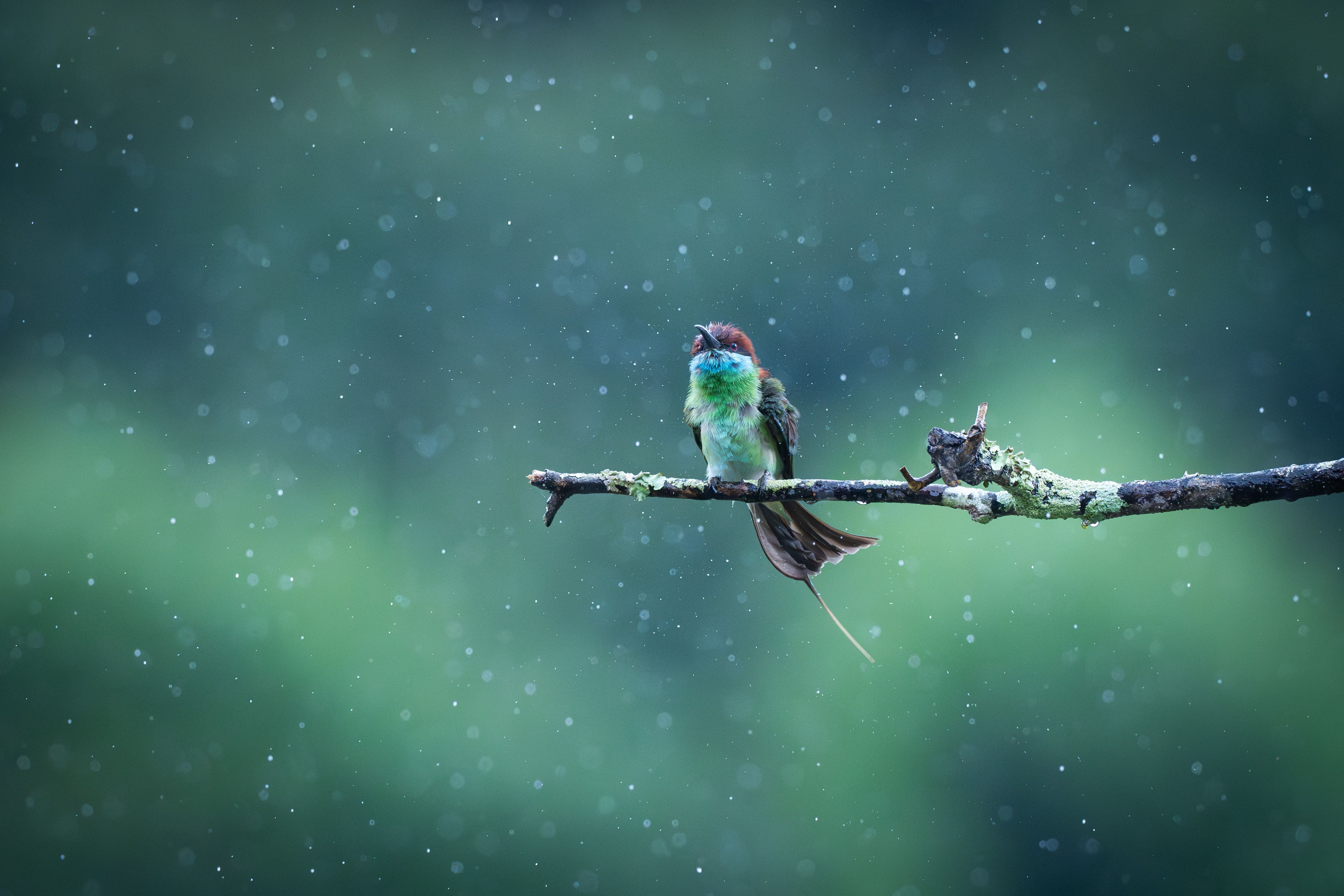 4588x3059 Vibrant Green Bee Eater Perched On Rainy Day · Free