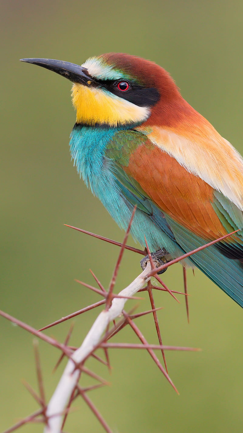 800x1422 Bee eater, bird, bee eater, colorful, lockscreen, HD phone wallpaper