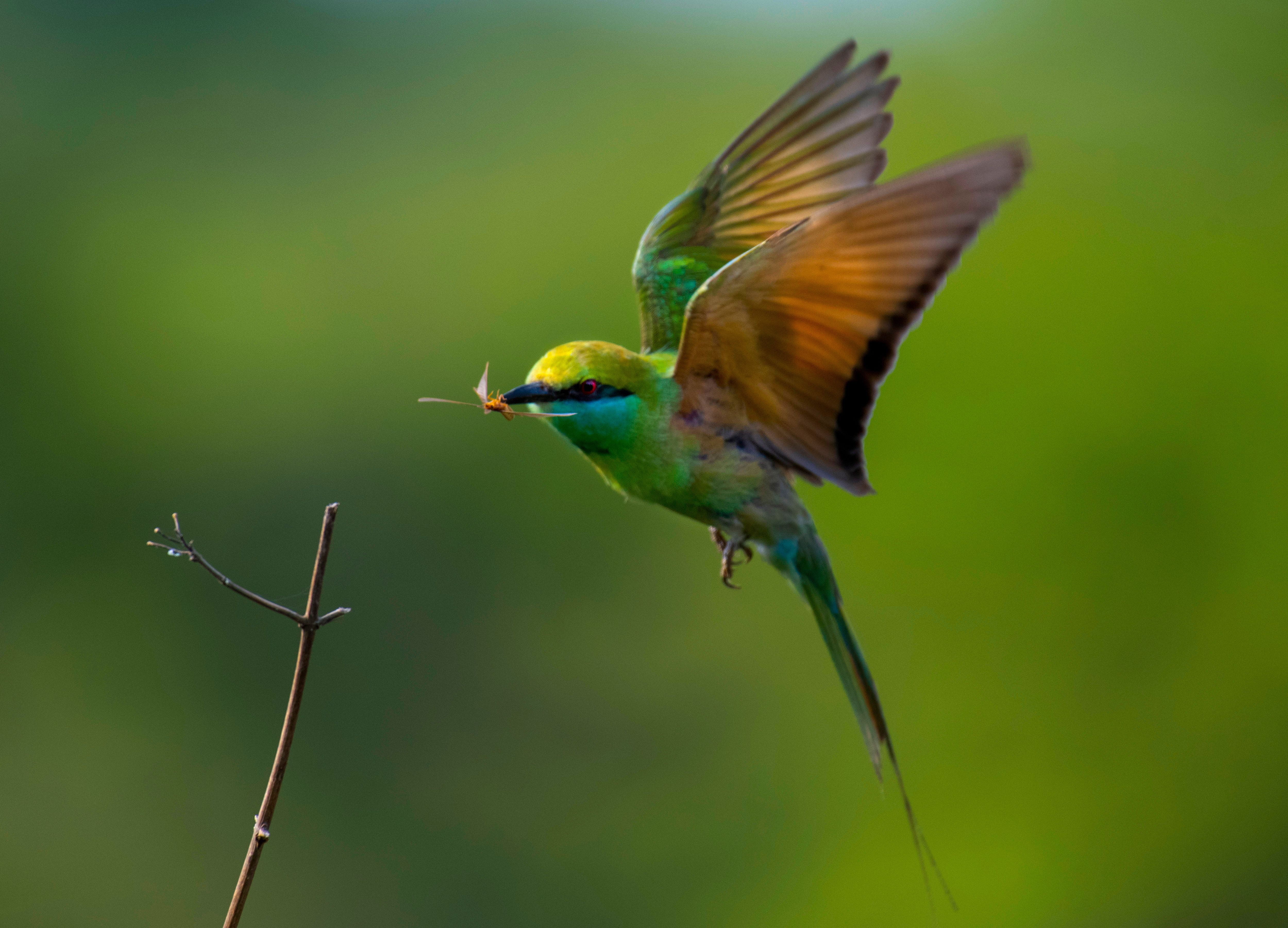4999x3600 Close Up Of A Bee Eater · Free