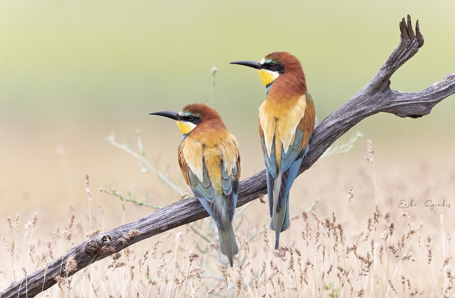 1500x982 Bee Eater