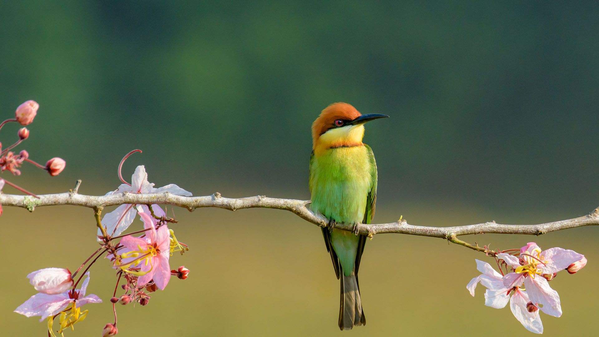 1920x1080 Chestnut Headed Bee Eater On A Wood Branch With A Pink Flower, Thailand. Windows Spotlight Image