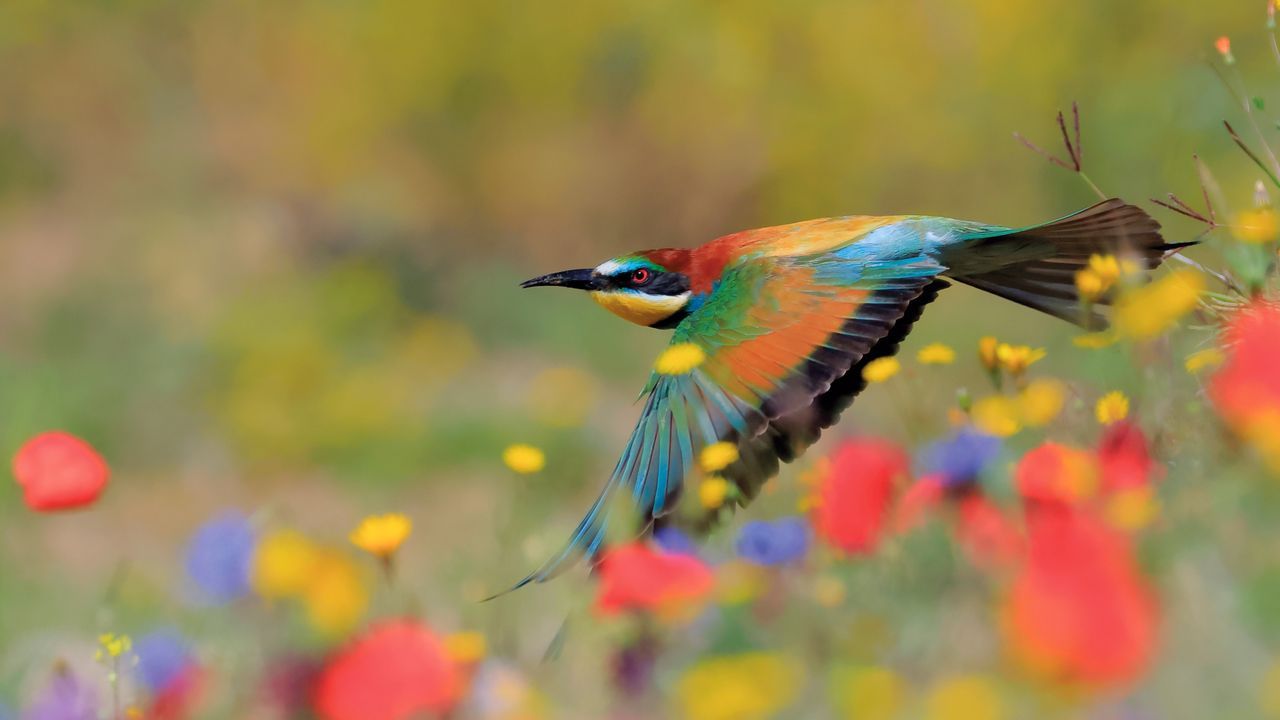 1280x720 European Bee Eater In Sierra De Grazalema Natural Park, Cádiz, Spain Gallery · Peapix