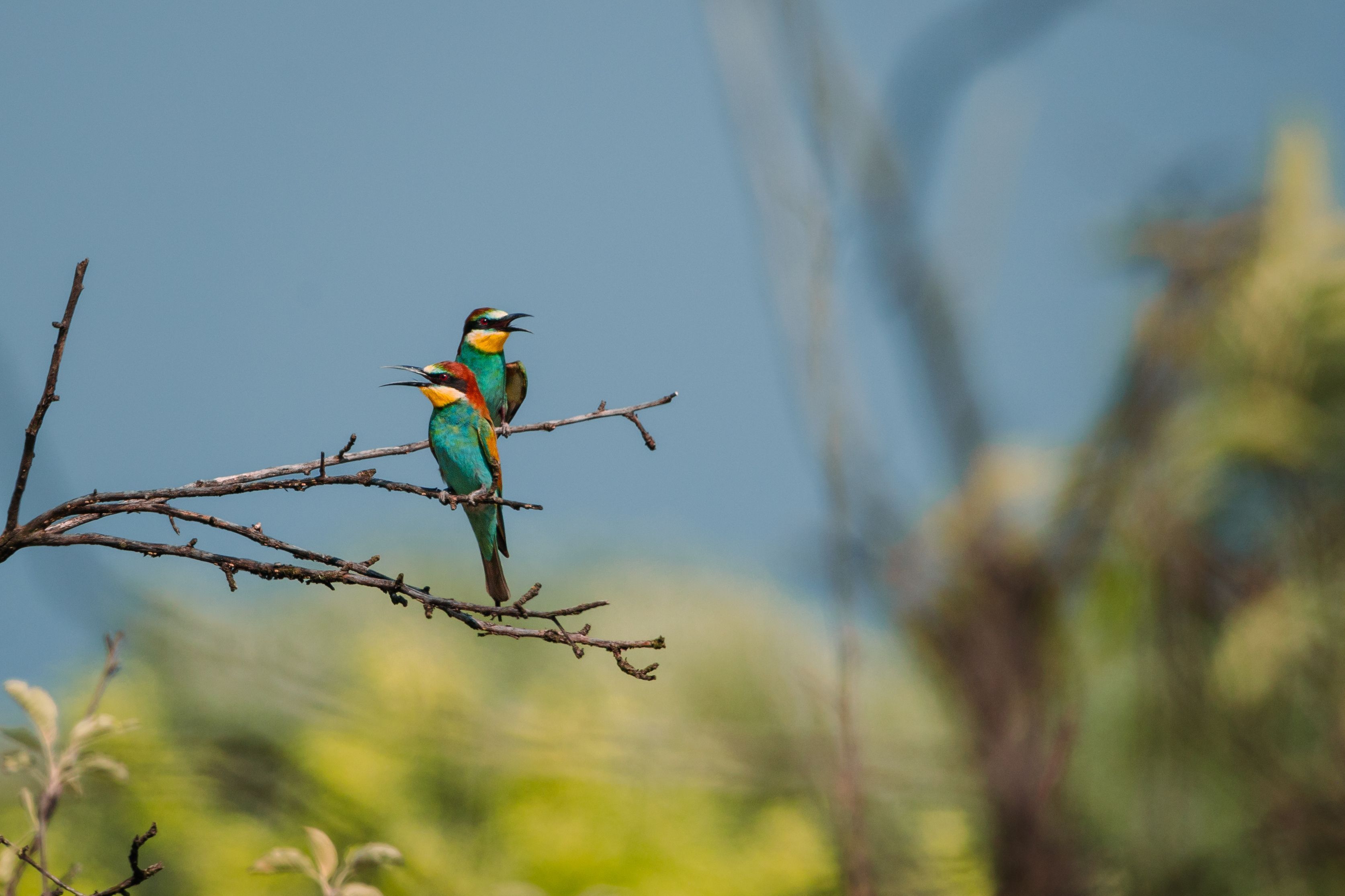 3347x2231 Close Up Of A Bee Eater Sitting On A Branch · Free