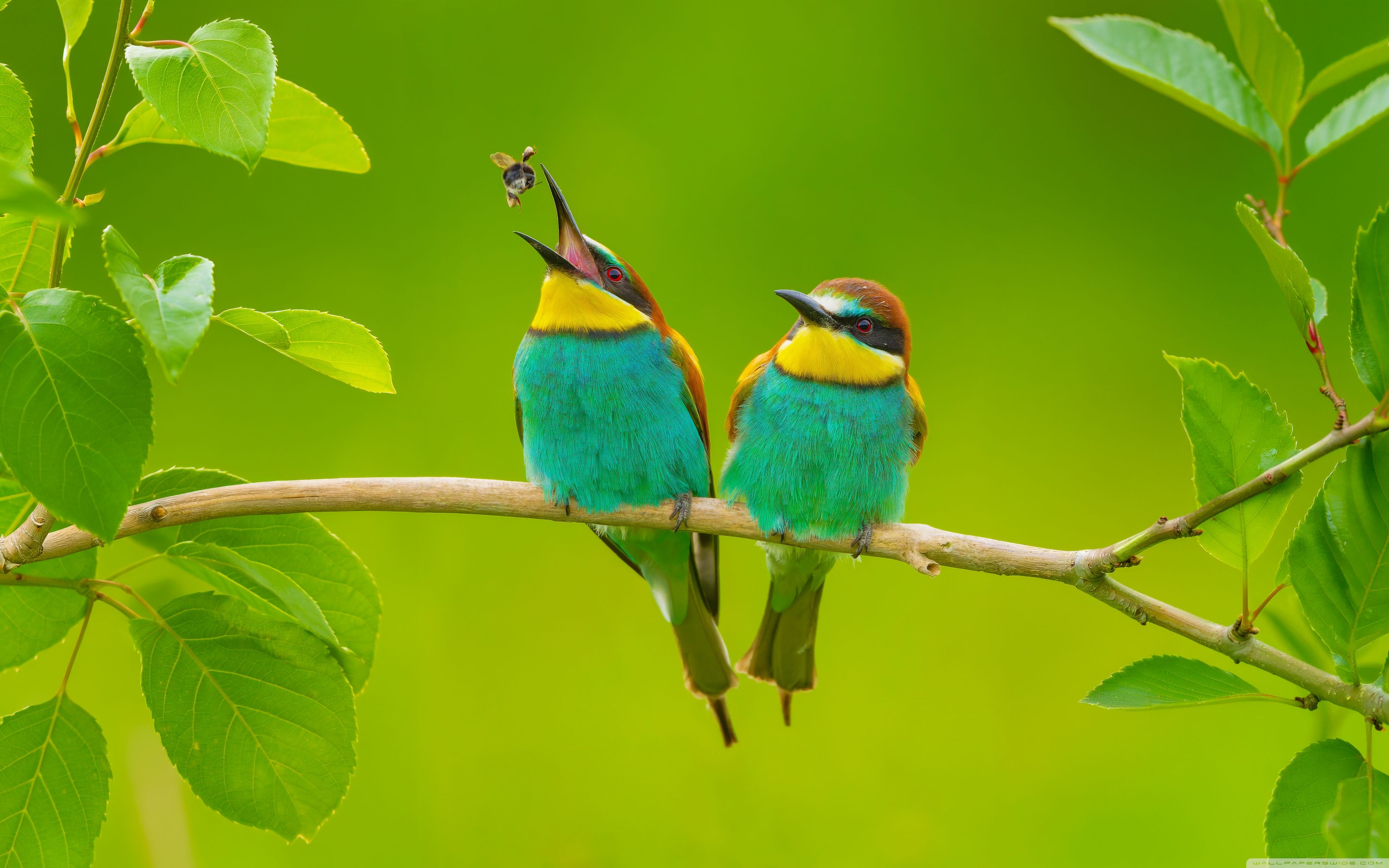 3840x2400 European Bee Eater Pair with One Catching a Bee in Flight 4K UHD Wallpaper for UltraHD Desktop and TV : Widescreen and UltraWide Display : Smartphone and Tablet Devices