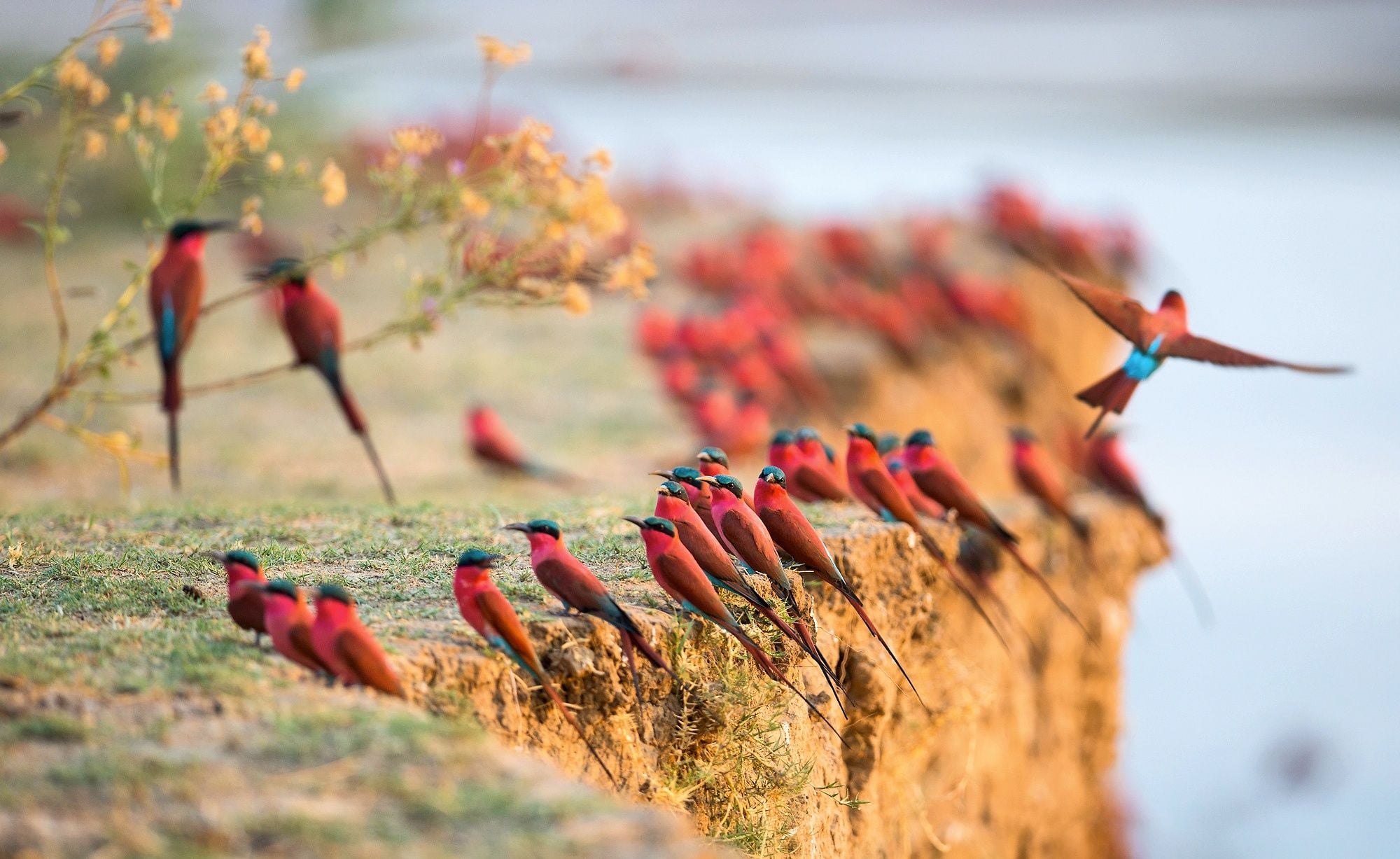 2000x1227 Southern Carmine Bee Eaters