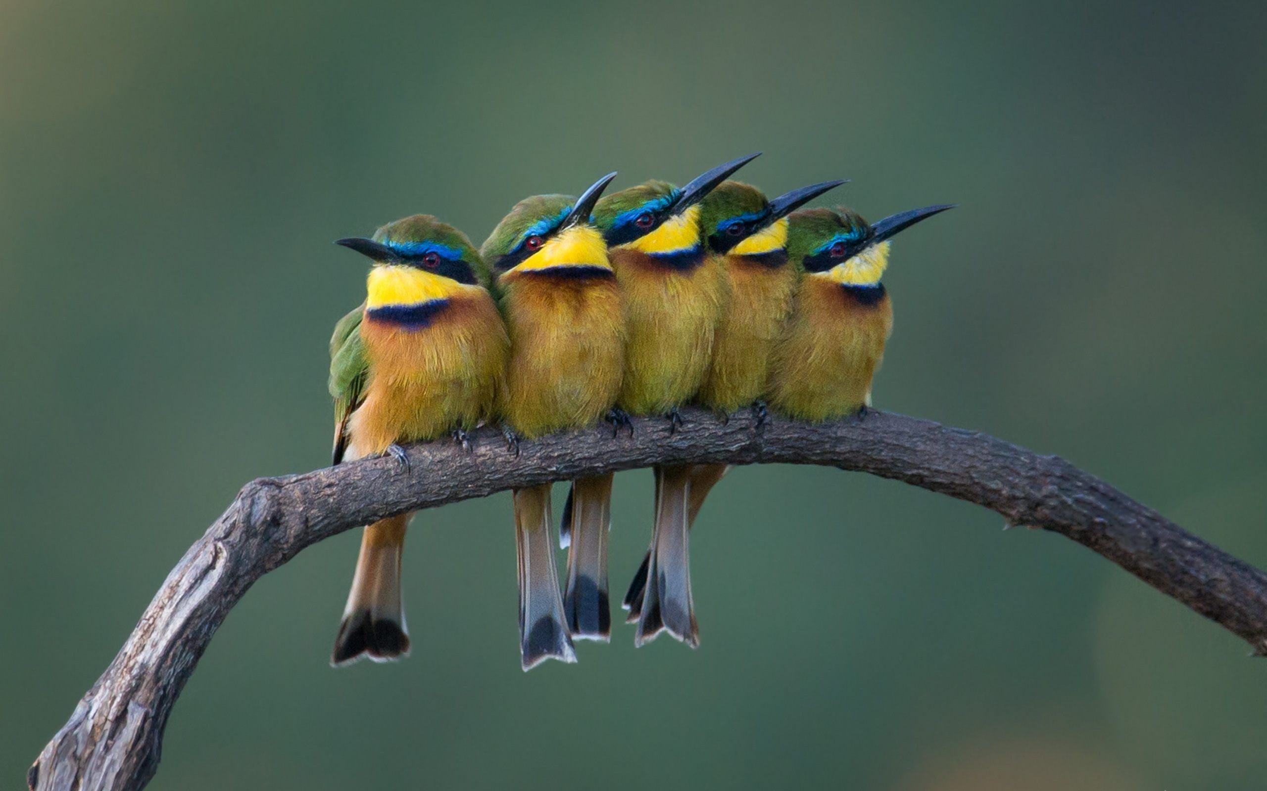 2560x1600 Bee Eater Wallpaper Free High Quality Background