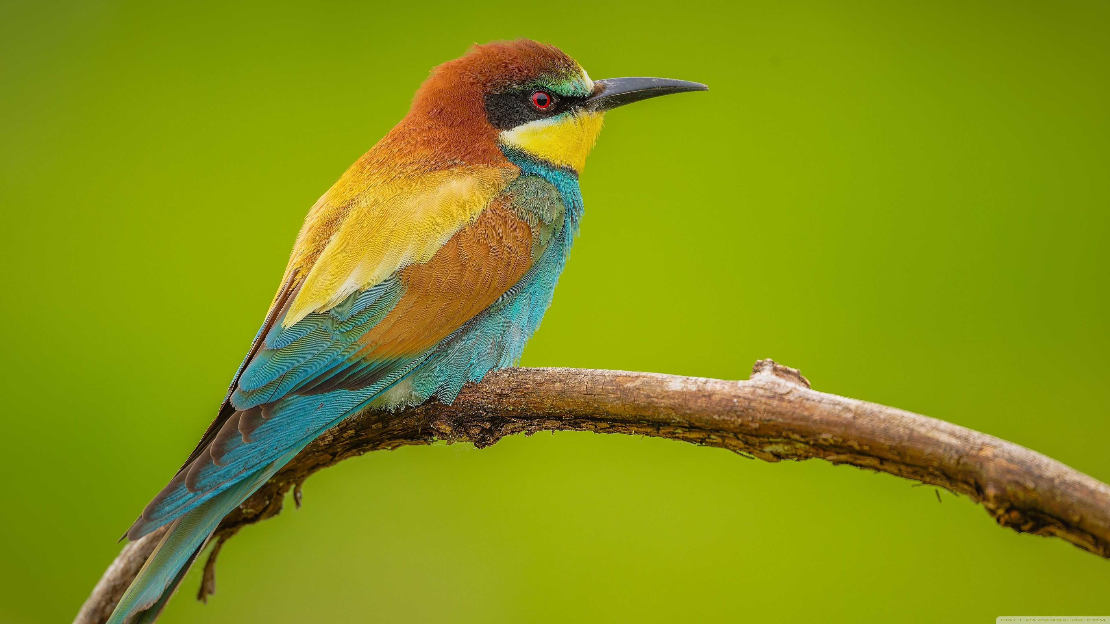 3840x2160 Beautiful European Bee Eater Male Bird 4K UHD Wallpaper for UltraHD Desktop and TV : Widescreen and UltraWide Display