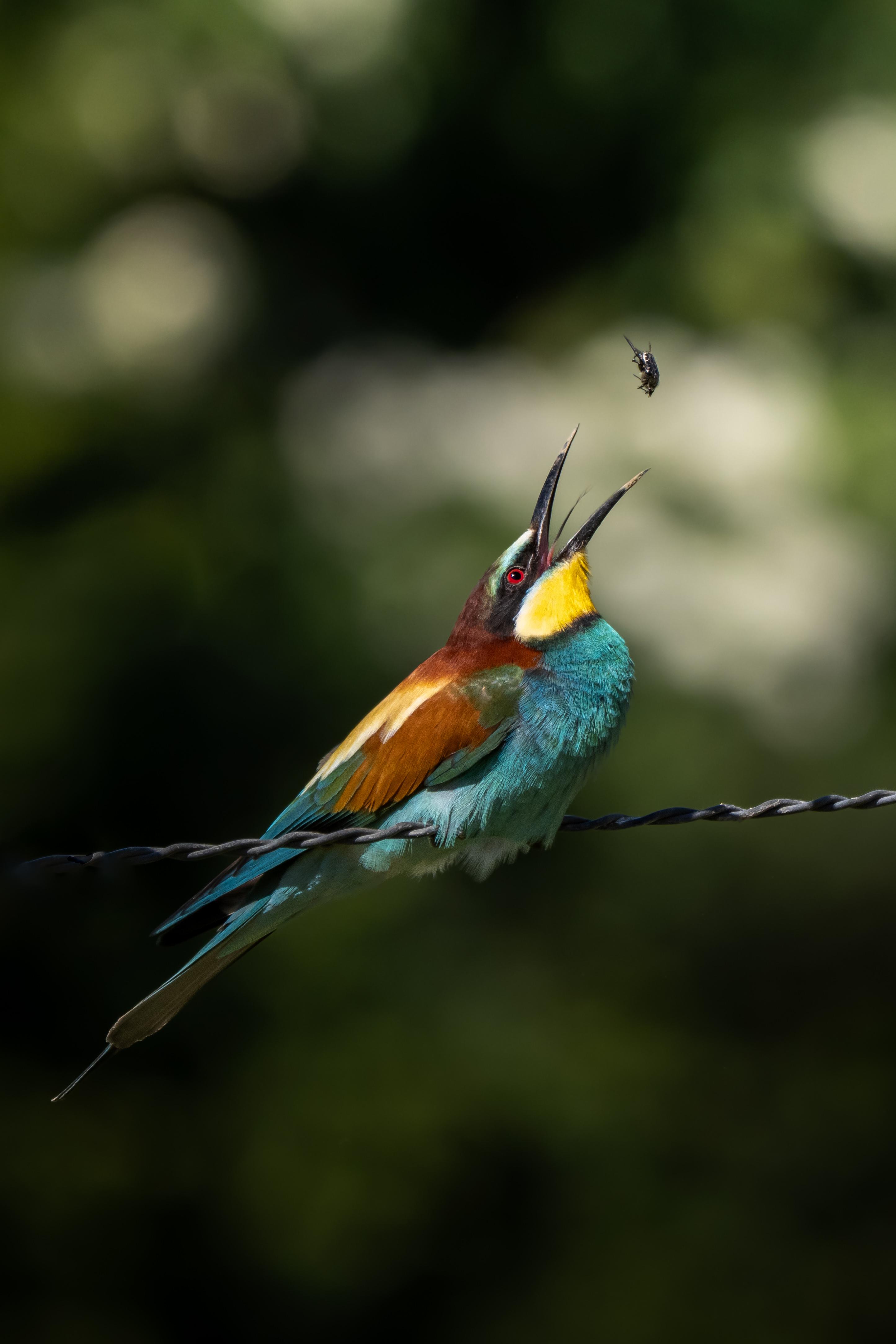 2890x4335 Photo of the day : Bee Eater (France)
