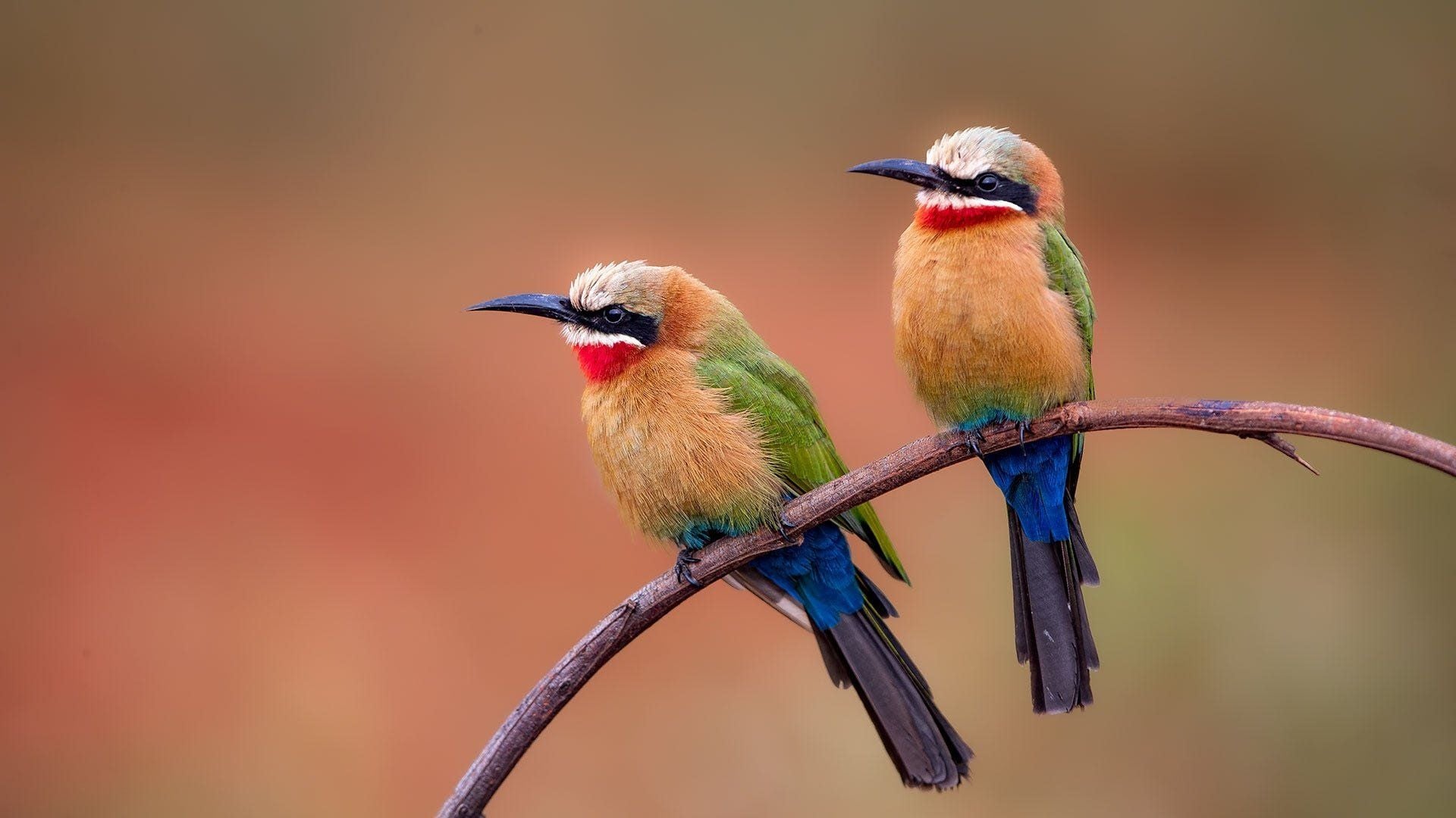 1920x1080 Download White Fronted Bee Eater Animal Bee Eater HD Wallpaperx1080