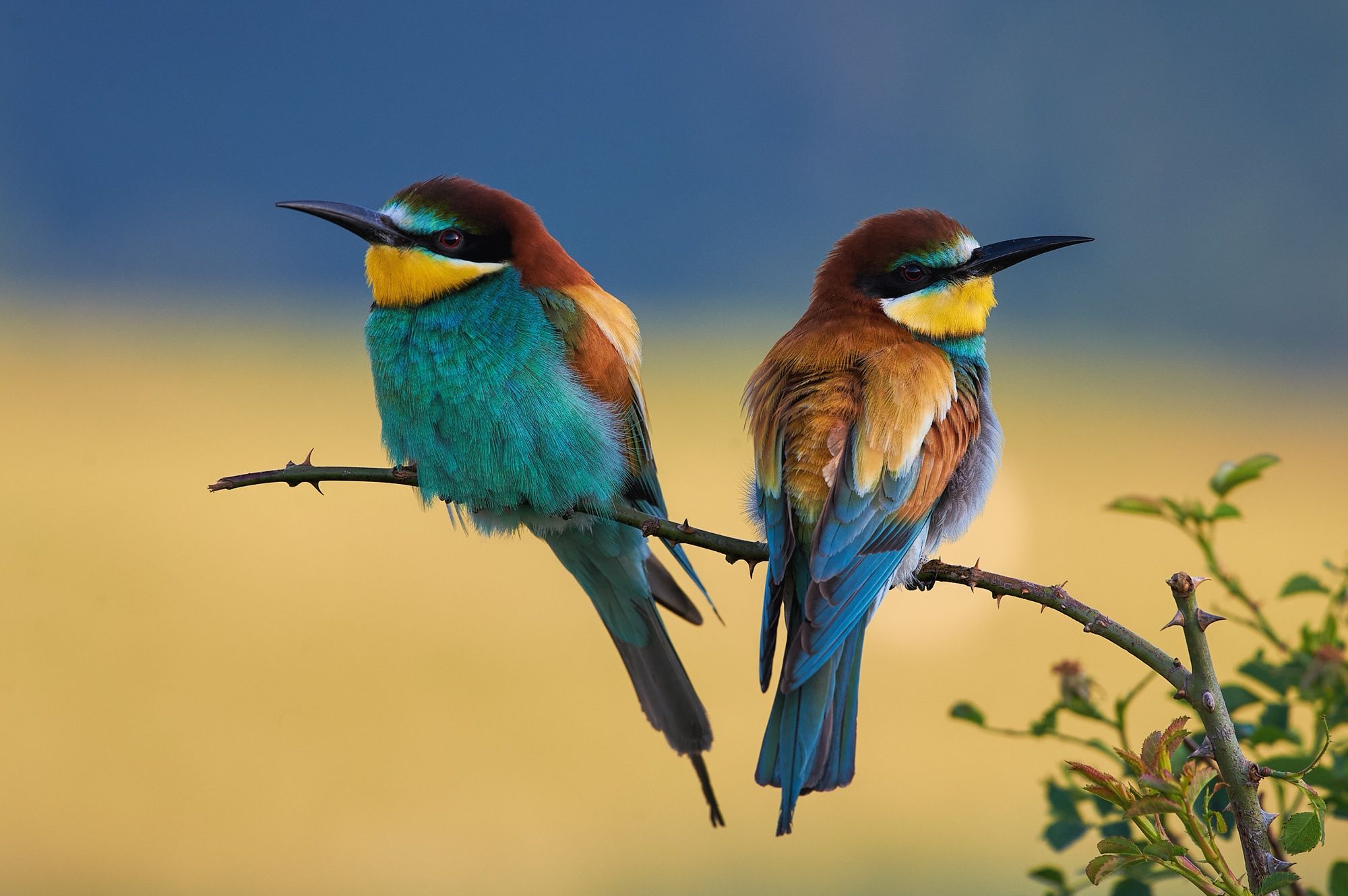 2000x1331 Stunning European Bee Eaters HD Wallpaper: Vibrant Birds Of Europe In Nature By Kalin Botevx1331