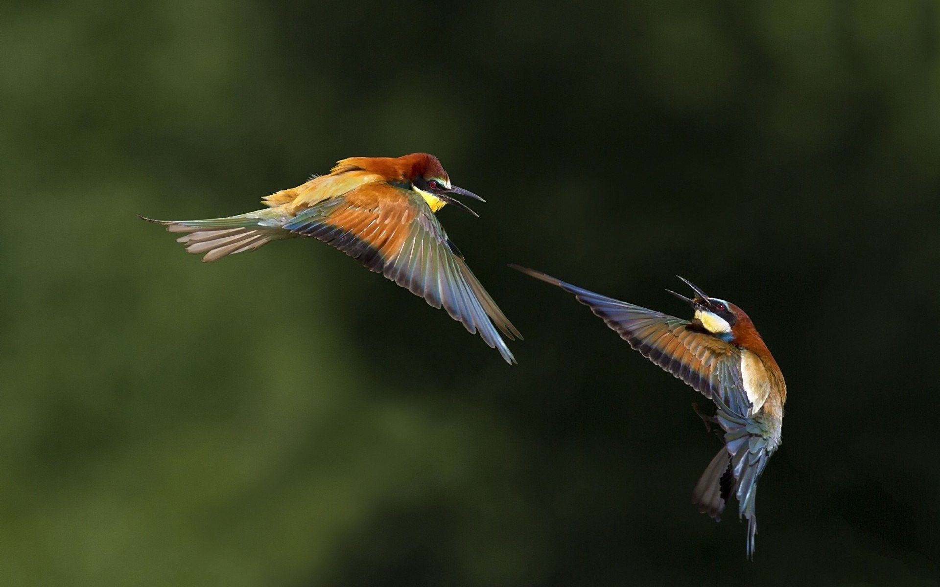 1920x1200 Bee Eaters In Flight: Stunning HD Wildlife Wallpaperx1200